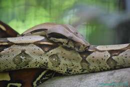 Boa constrictor Linnaeus 1758 resmi