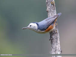 Слика од Sitta leucopsis Gould 1850