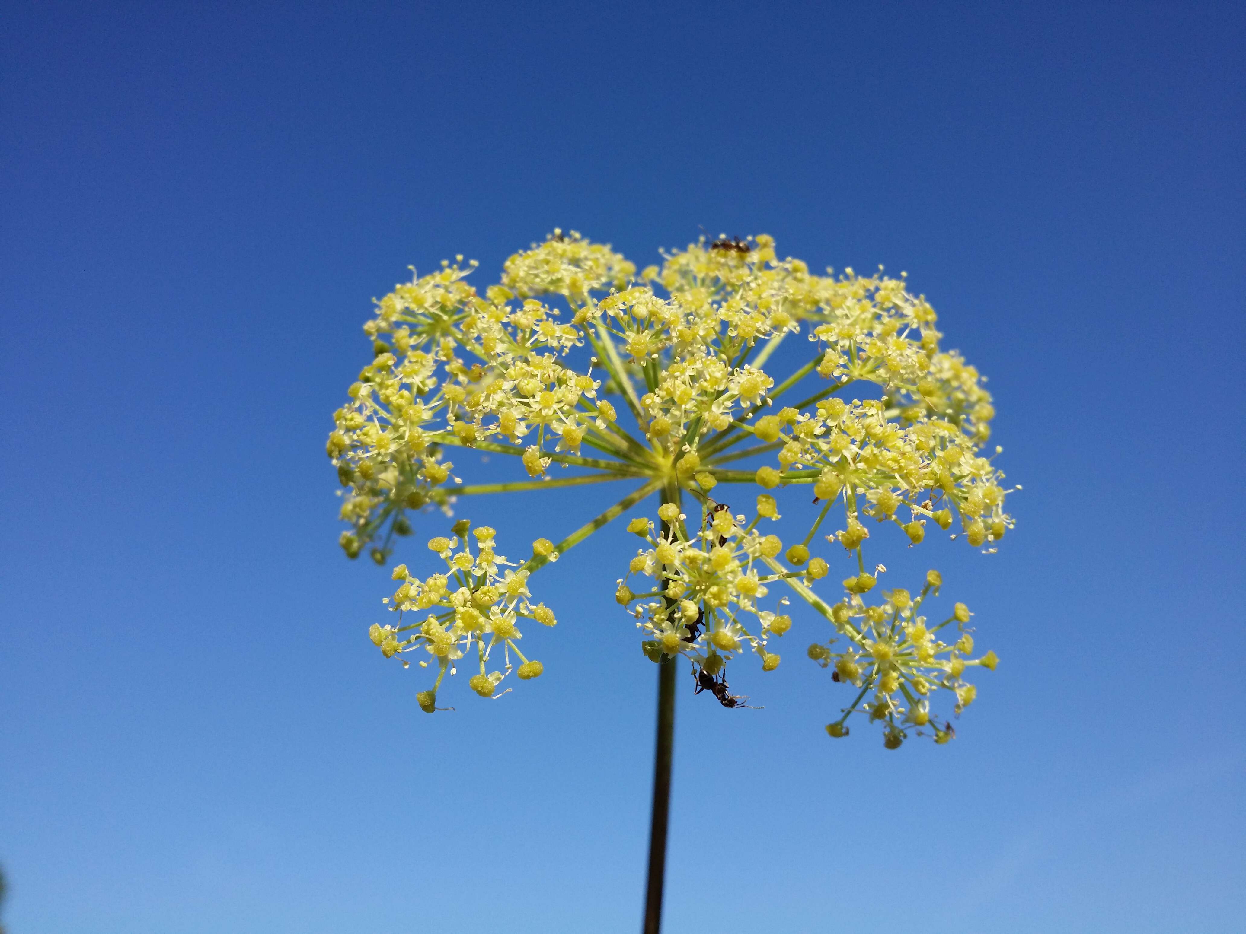 Image of Norwegian angelica