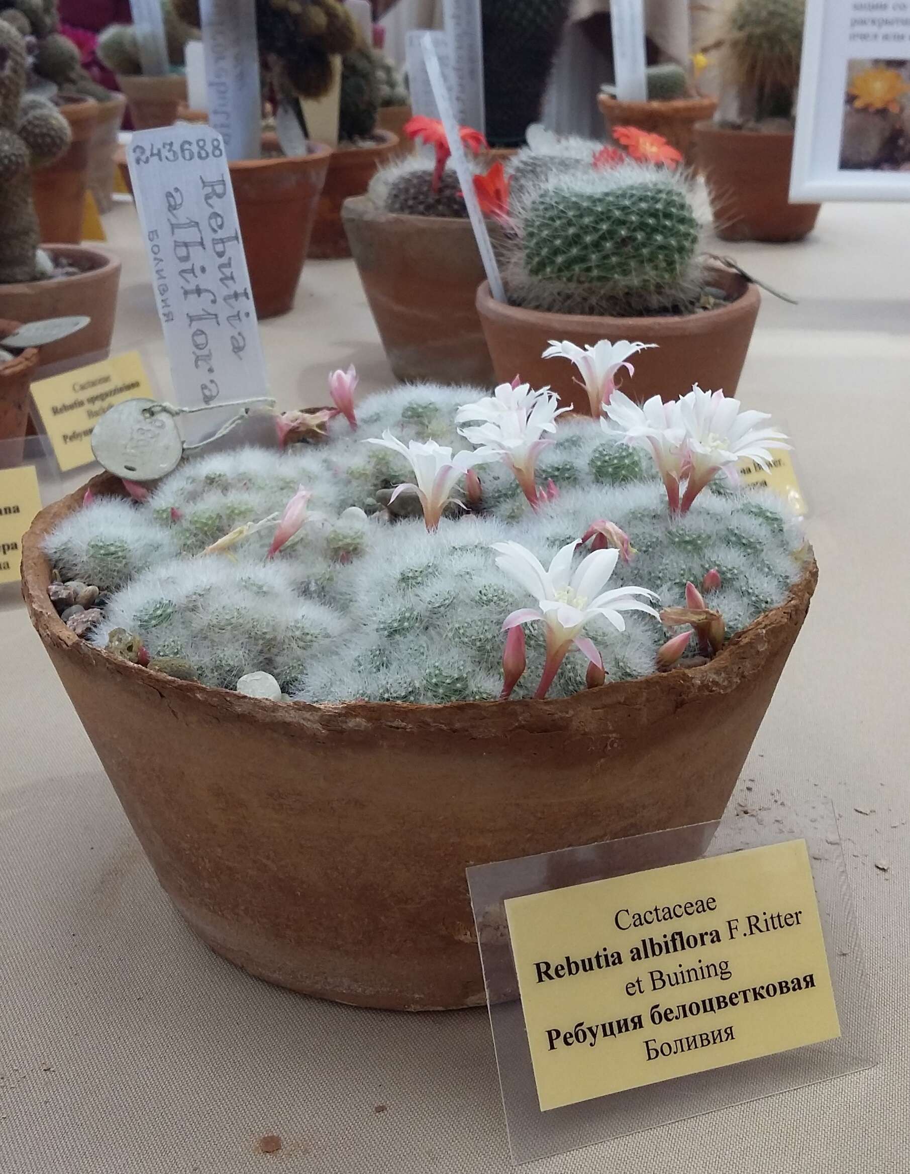 Image of rebutia