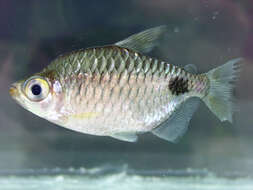 Image of African tetras