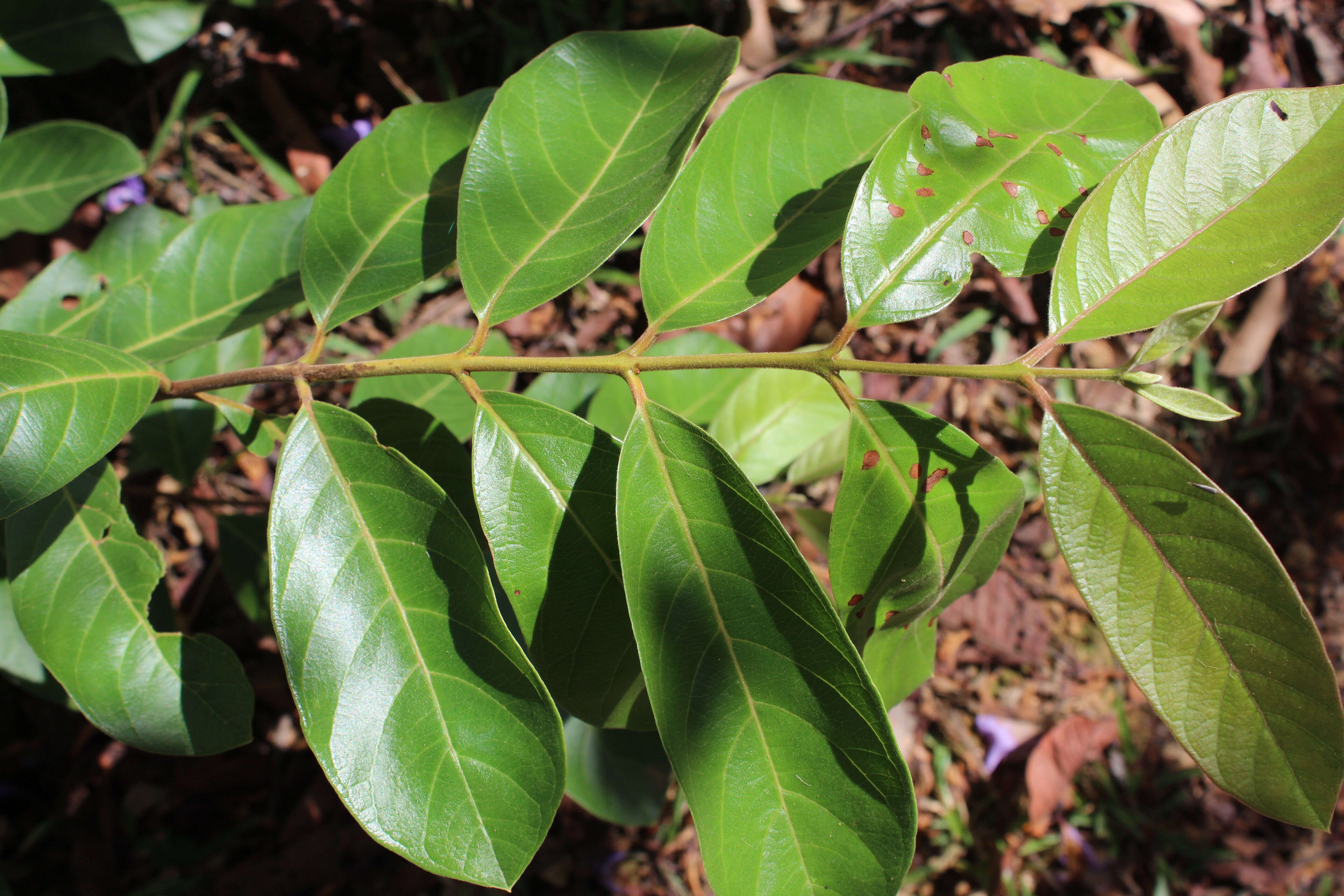 Image of Guinea guava