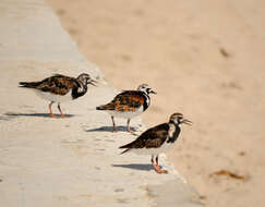 Image of Ruddy Turnstone