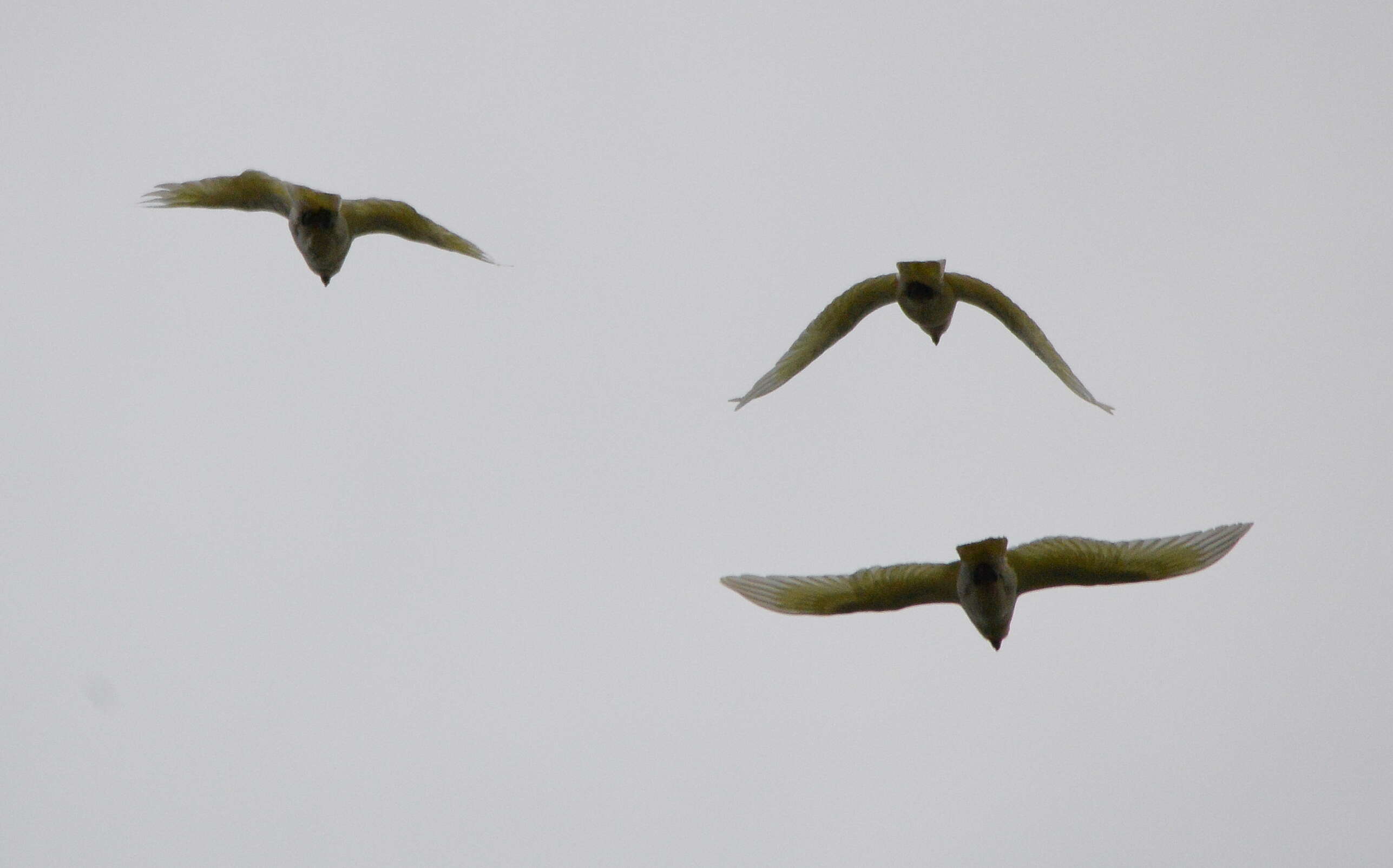 Image of Little Corella