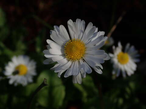 Image of Daisy