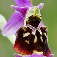 Image of Ophrys holosericea