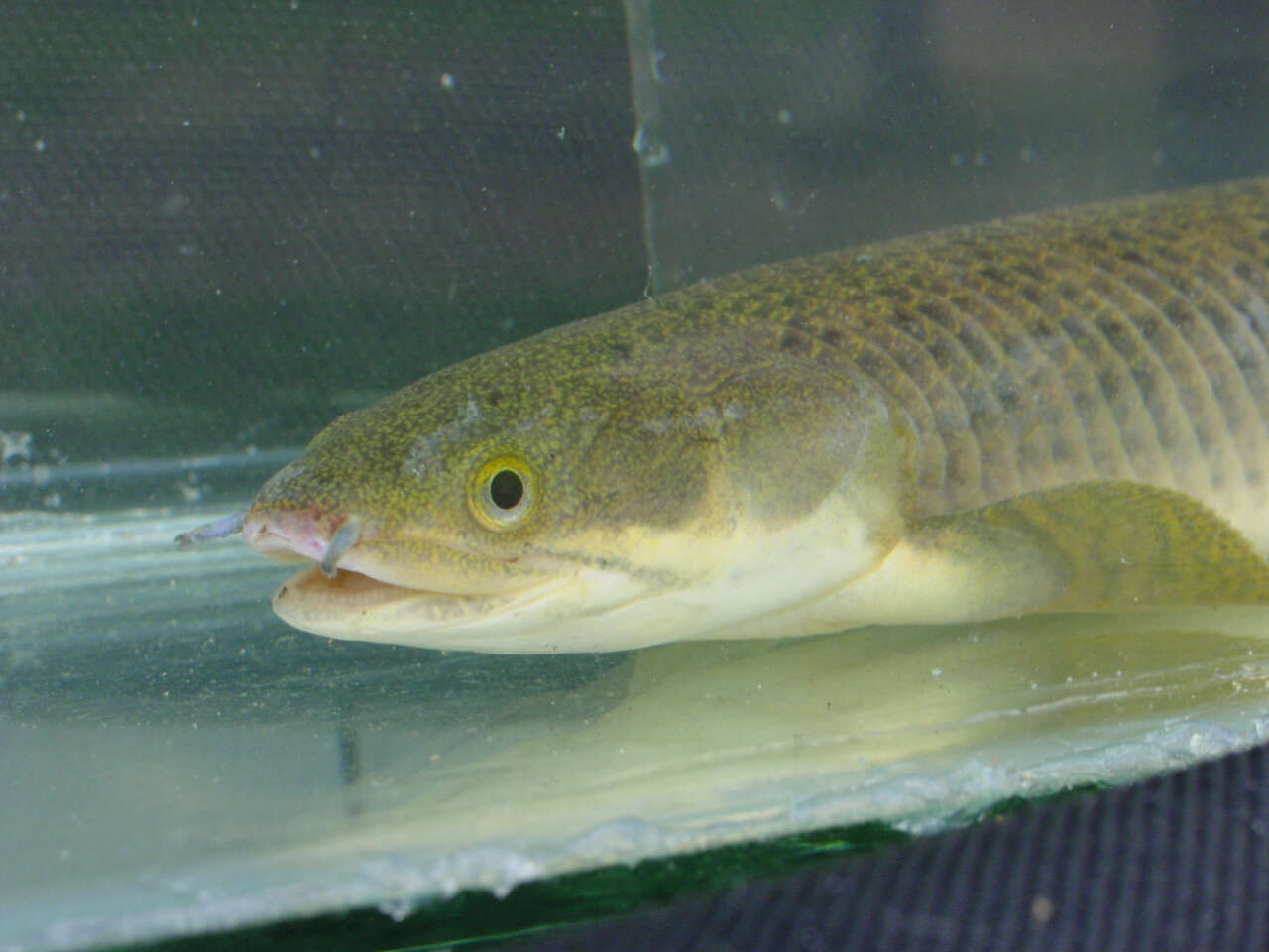 Image of Short-finned bichir
