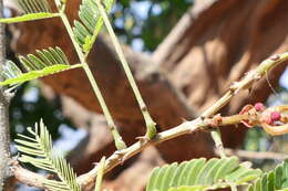 Image of gum arabic