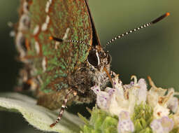 Plancia ëd Callophrys gryneus