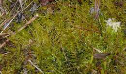 Image of calliergonella moss