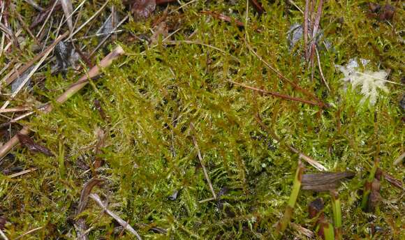 Image of calliergonella moss