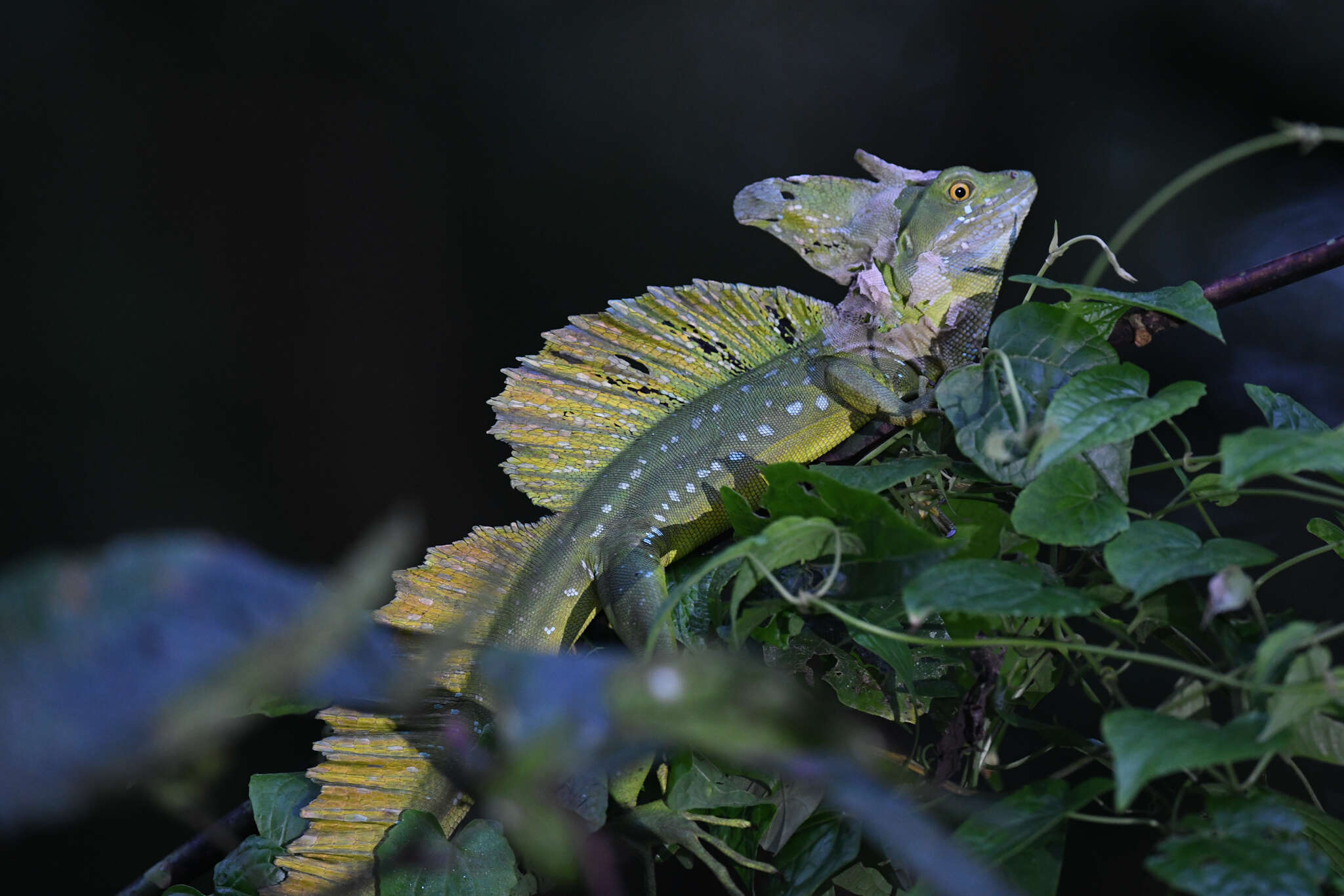 Image of Green Basilisk