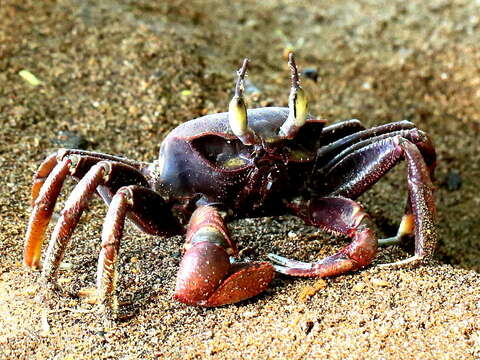 Image of Horned Ghost Crab