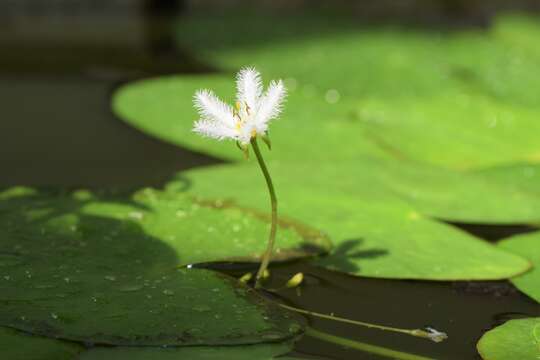 Image of Water-snowflake