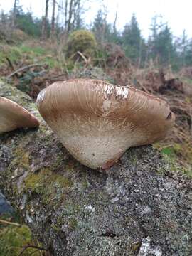 Image of birch polypore