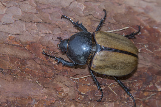 Image of <i>Eupatorus gracilicornis</i>