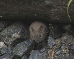 Image of Revillagigedo Island Red-backed Vole