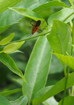 18.https www inaturalist org photos 559999.580x360