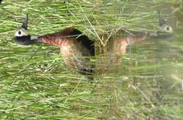 Image of White-faced Whistling Duck