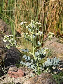 Image of sea kale