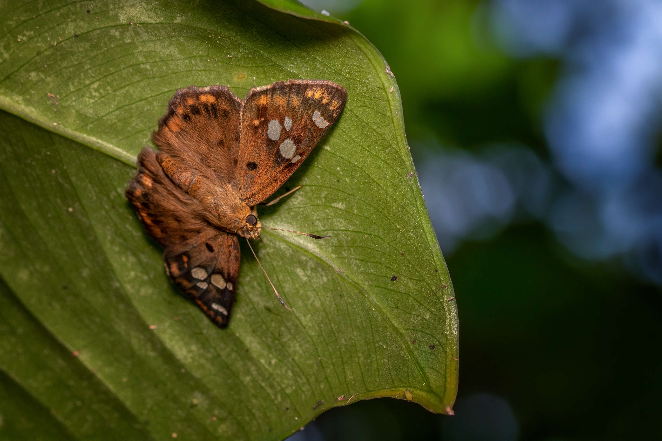 Plancia ëd Coladenia indrani