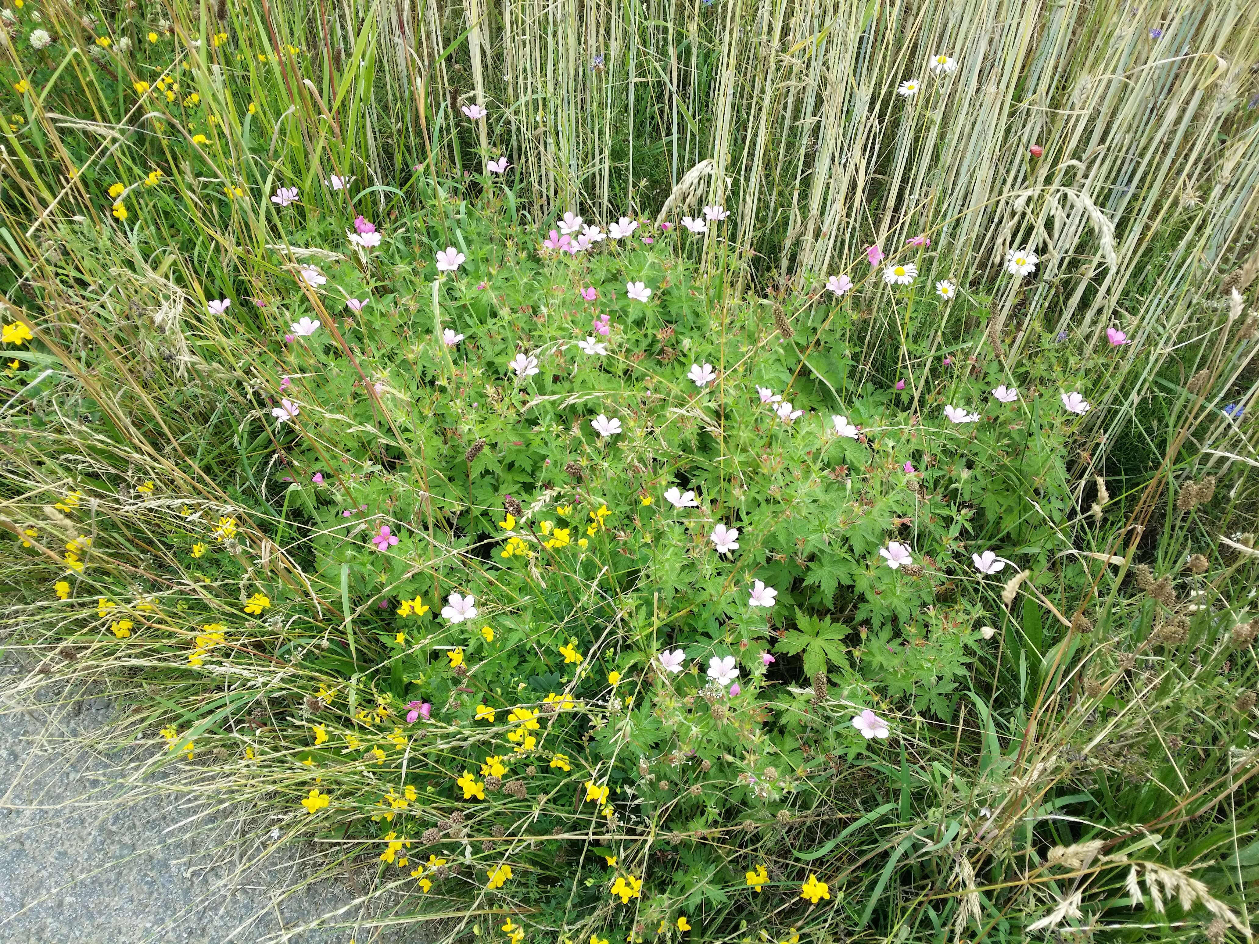 Imagem de Geranium endressii J. Gay