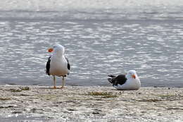 Image of Pacific Gull