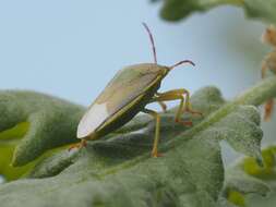 Image of Piezodorus lituratus (Fabricius 1794)