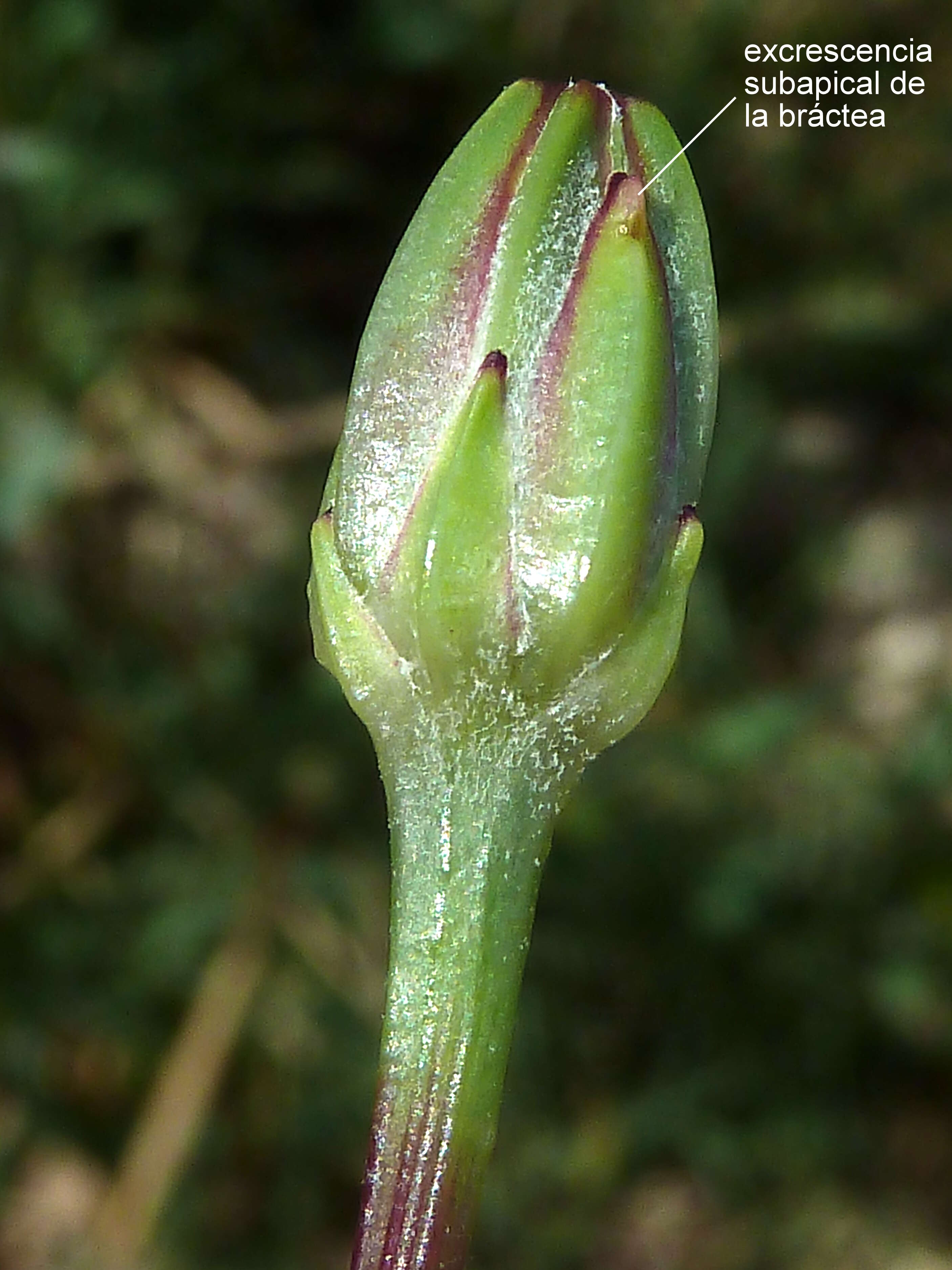 Image of Scorzonera laciniata