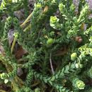 Image of <i>Euphorbia trichotoma</i>
