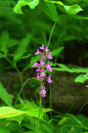 Image of Lesser purple fringed orchid