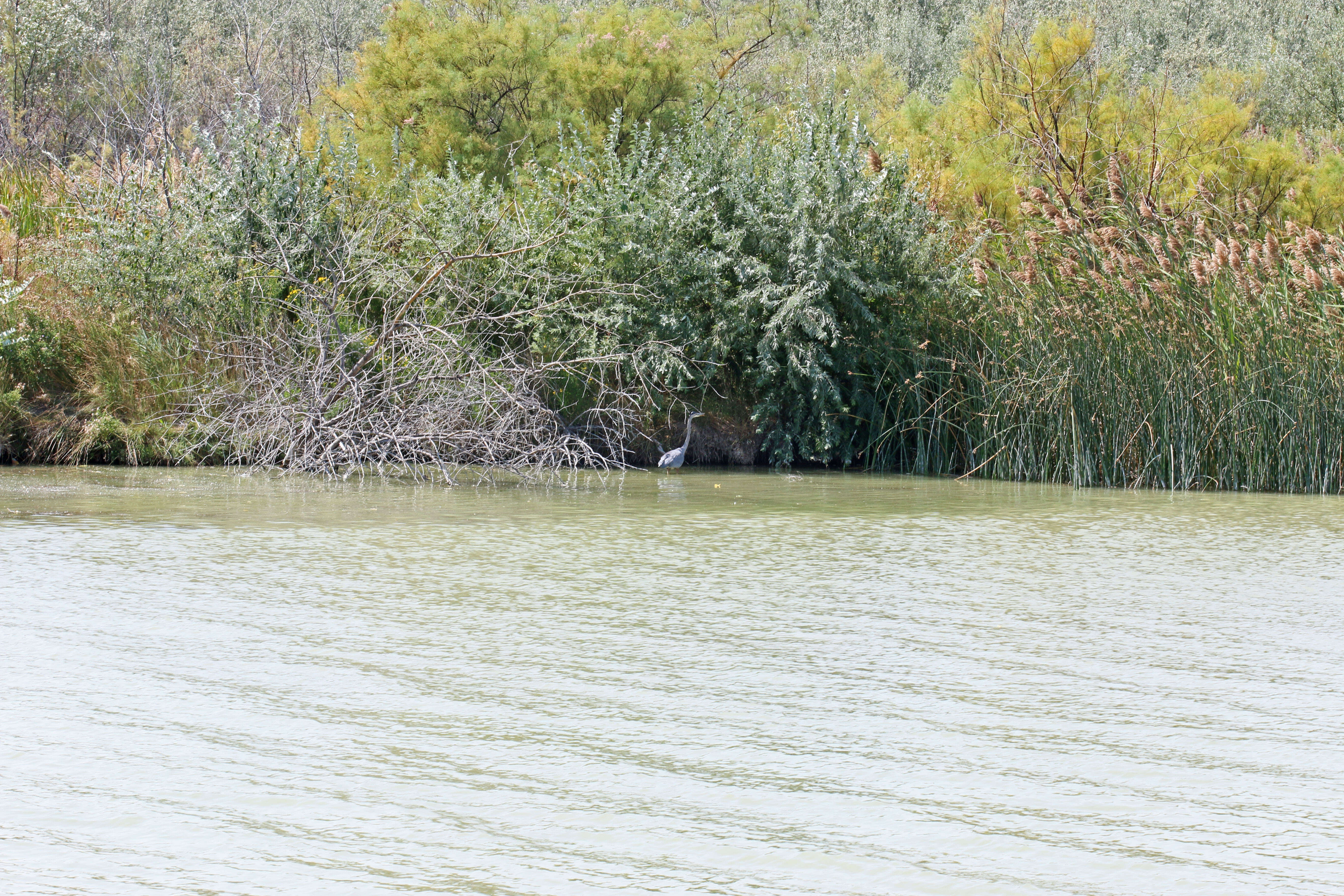 Image of Great Blue Heron