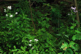 Imagem de Hesperis matronalis L.