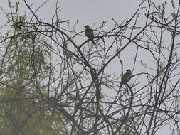 Image of Dusky Thrush