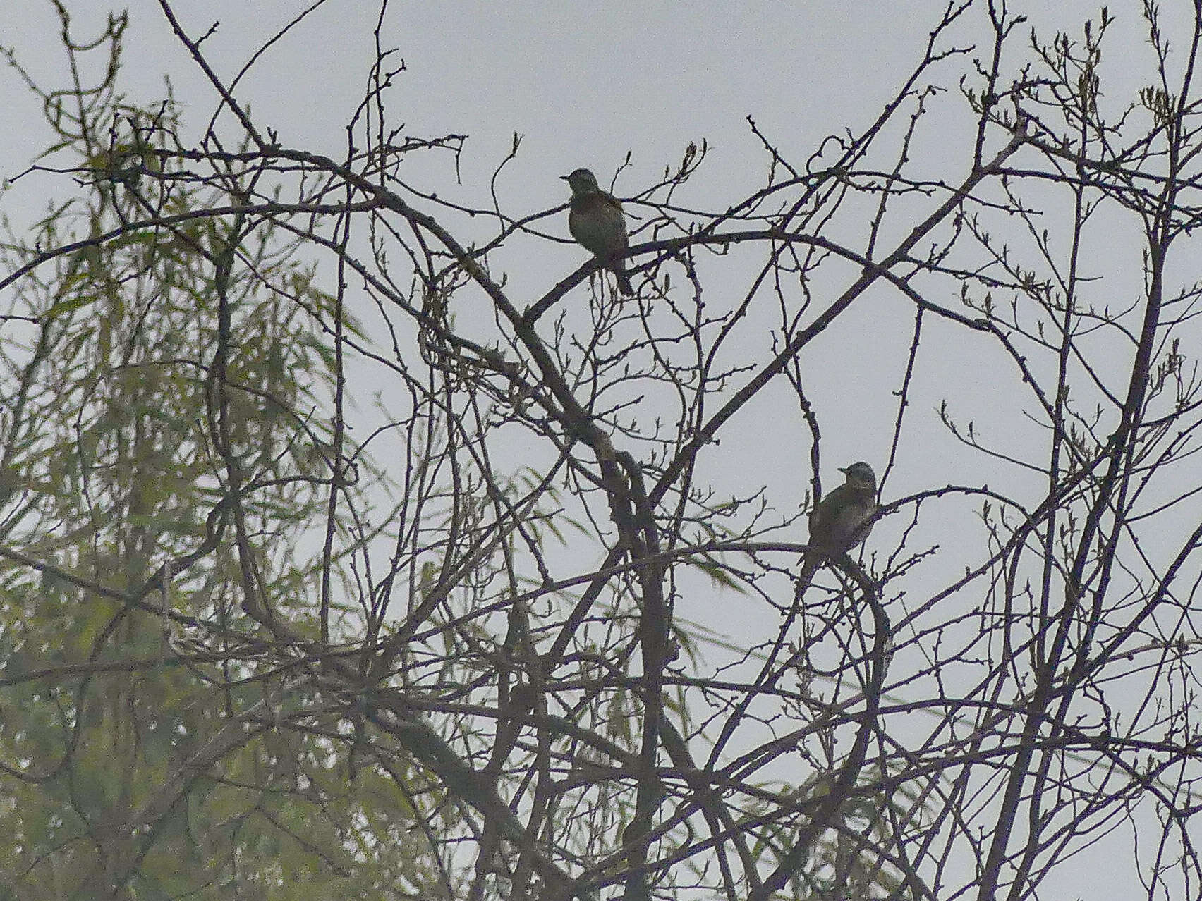 Image of Dusky Thrush