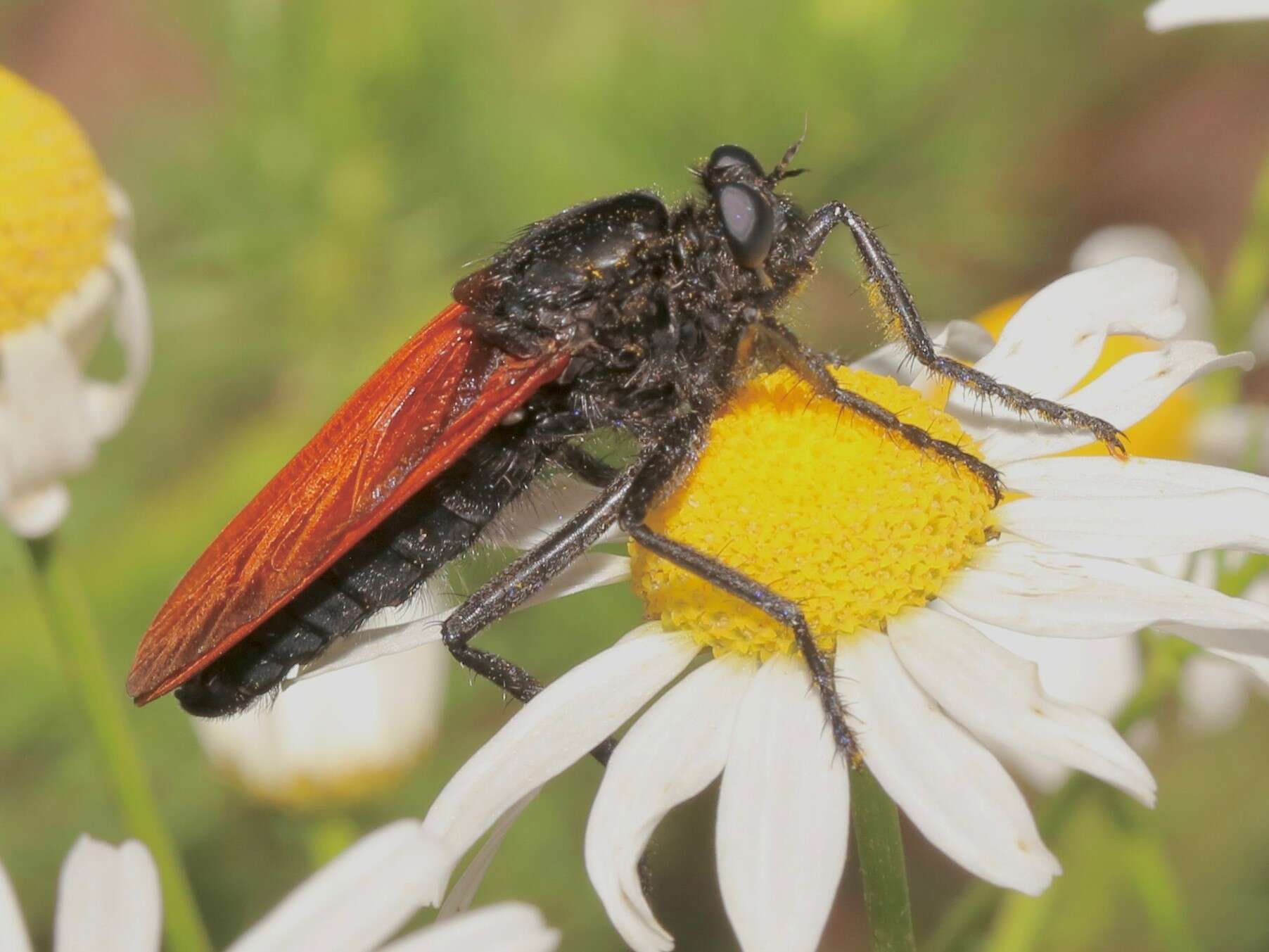 Image of robber flies