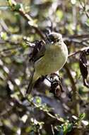 Image of Common Chiffchaff