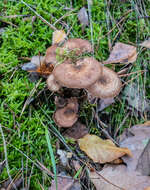 Image of Armillaria ostoyae (Romagn.) Herink 1973