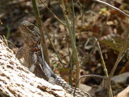 Image of Merrem's Madagascar Swift