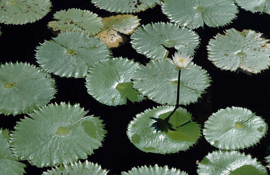 Image de Nymphaea ampla (Salisb.) DC.