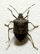 Image of Brown marmorated stink bug