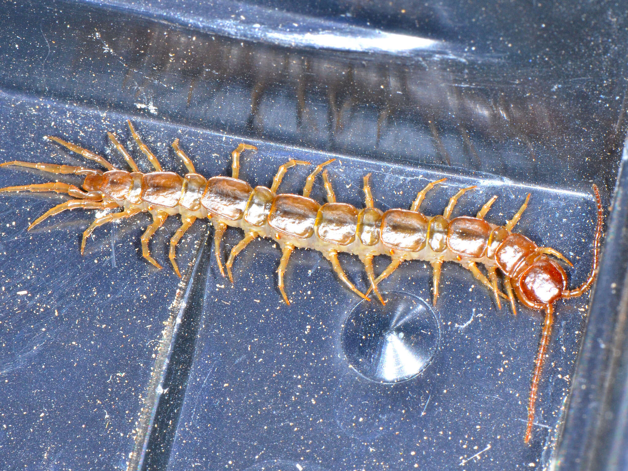 Image of garden centipedes