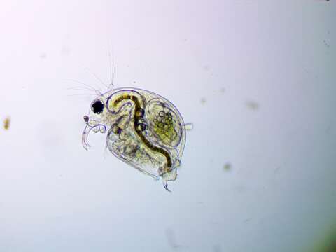 Image of common long-nosed waterflea