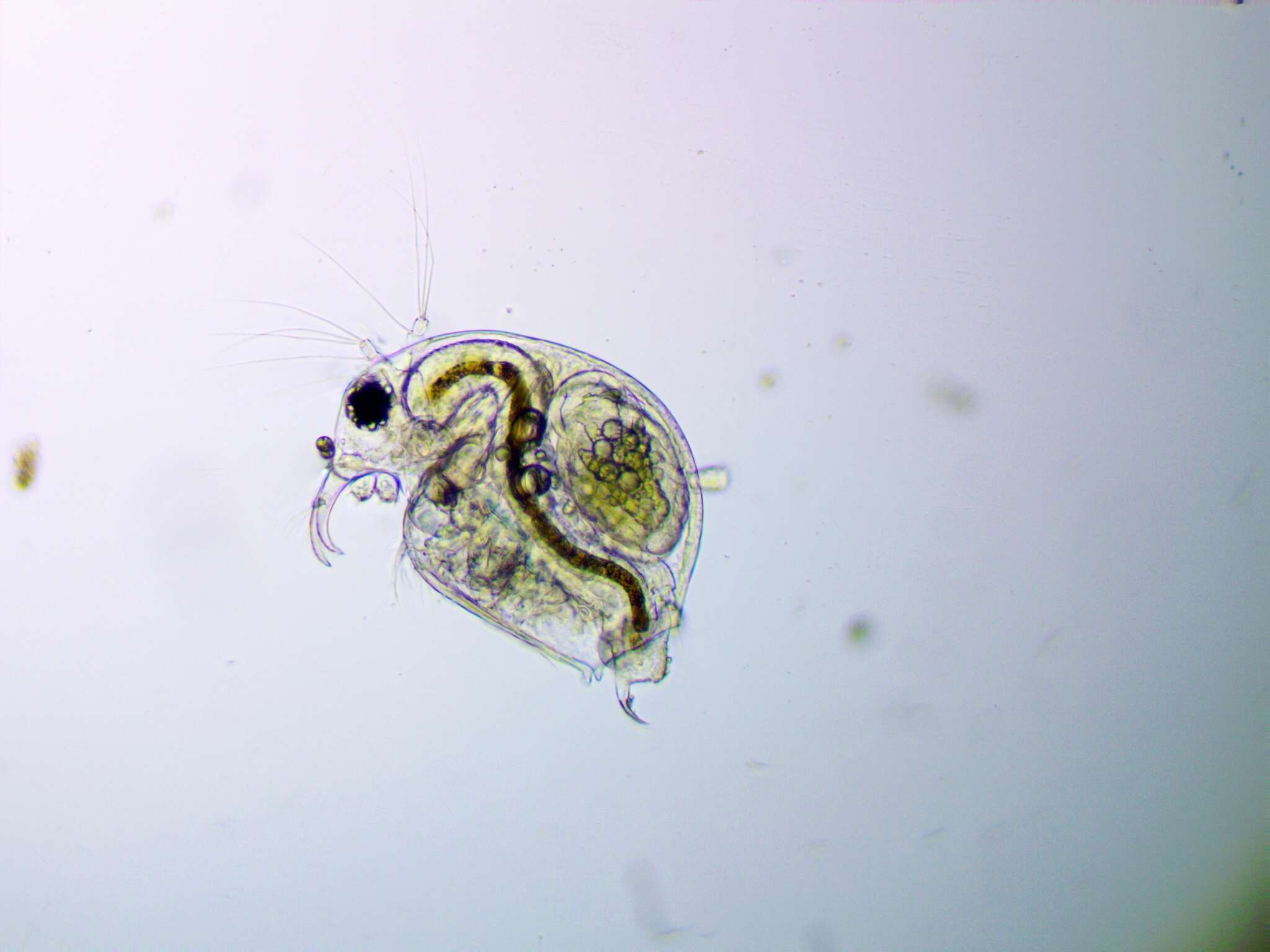 Image of common long-nosed waterflea