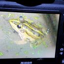 Image of Fukien Gold-striped Pond Frog