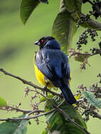 Image of Hooded Mountain Tanager