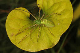 Image of Peucetia