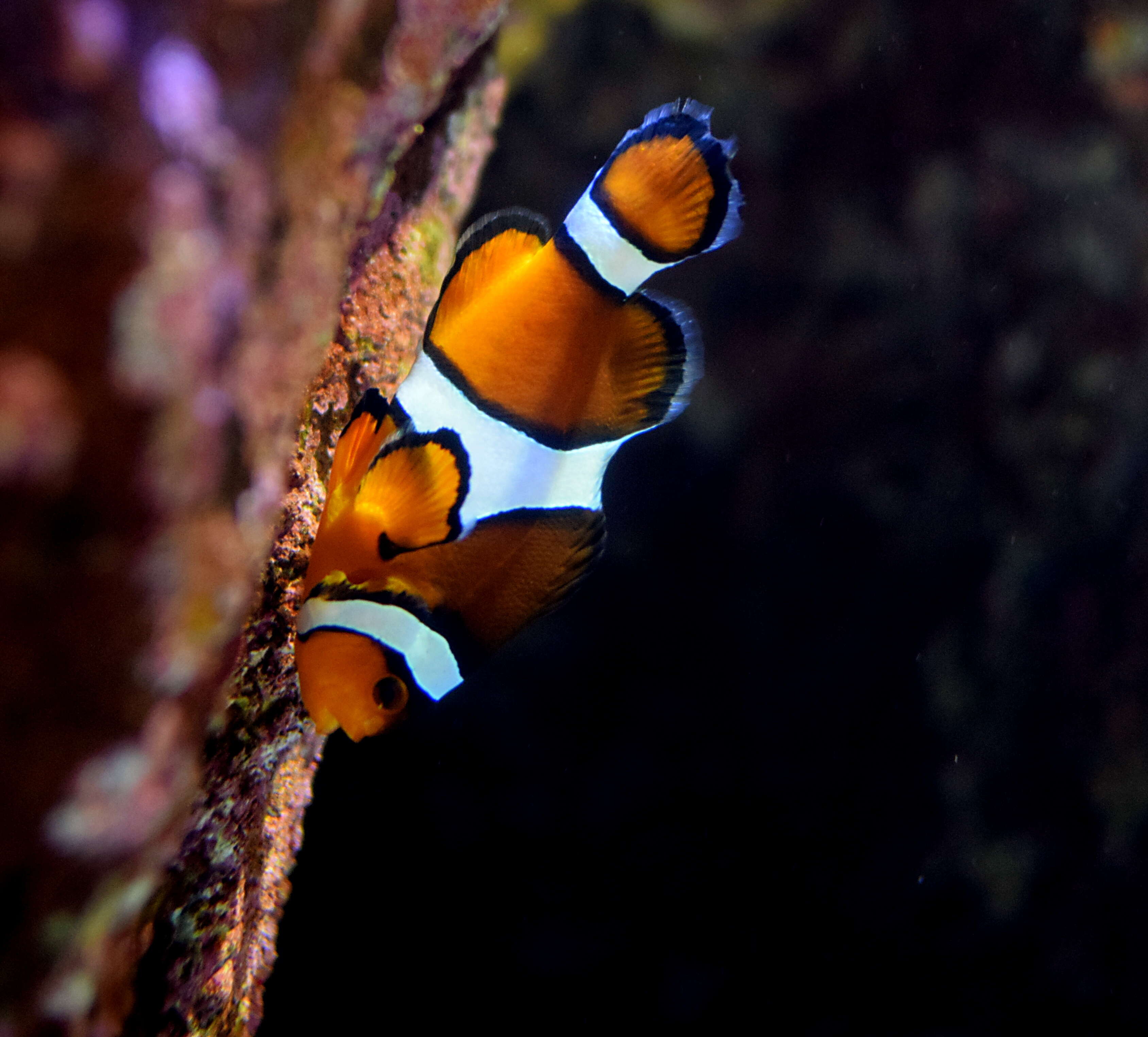 Image de Poisson-clown du Pacifique