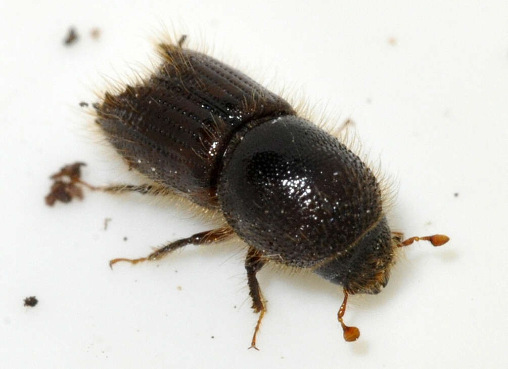 Image of european spruce bark beetle