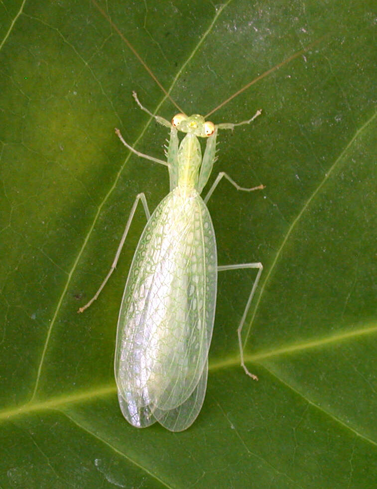 صورة Tropidomantis (Tropidomantis) tenera (Stal 1858)